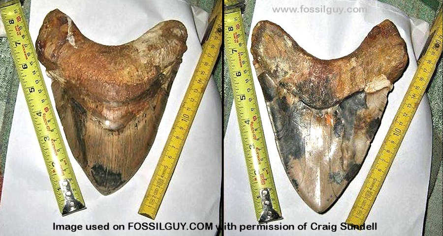 This is possibly one of the worlds largest megalodon teeth