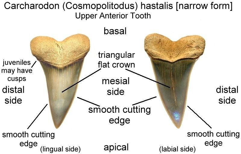 C. hastalis shark tooth from maryland