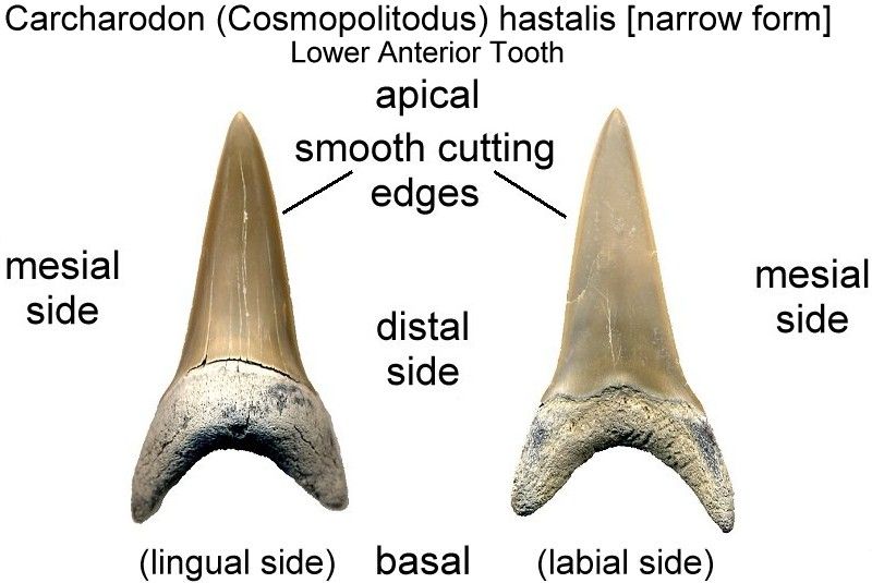 C. hastalis shark tooth from maryland