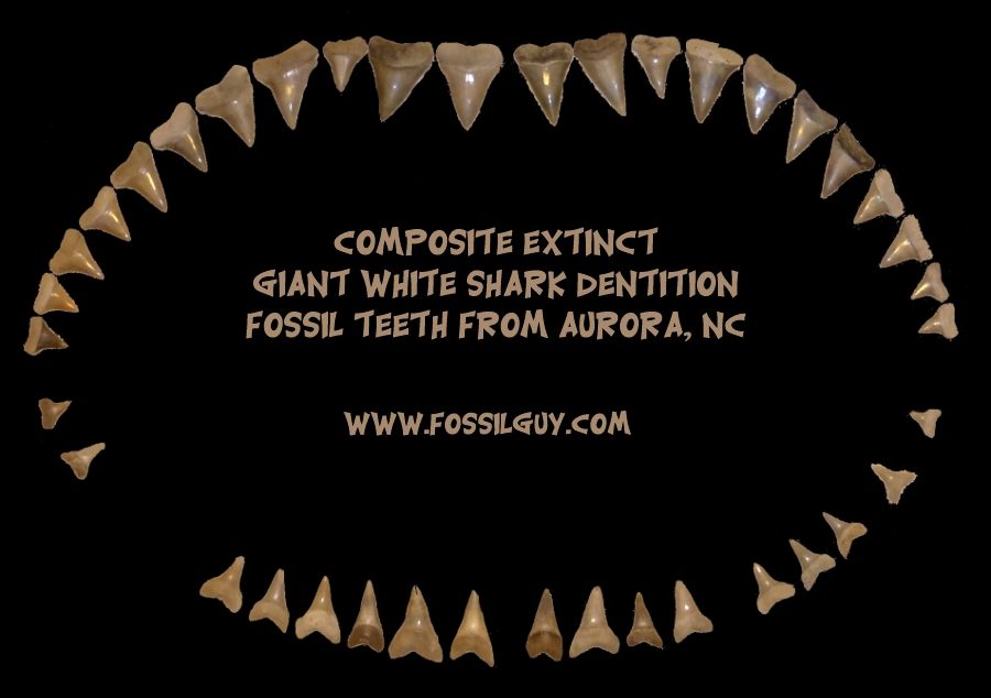 Cosmopolitodus xiphodon (Giant White Shark) fossil tooth from Aurora, NC