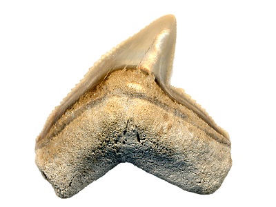 fossil tiger sharks