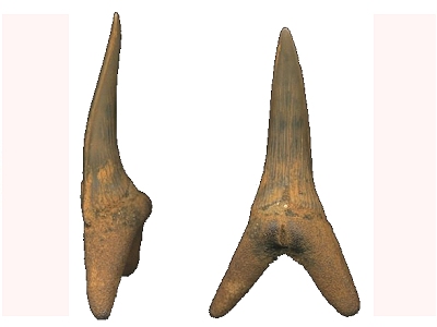Prehistoric Goblin Sharks