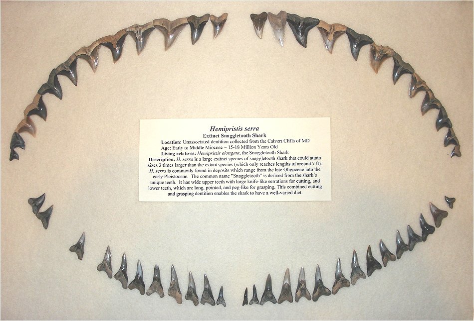 reconstructed shark jaw of a hemipristis serra