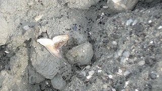 Snaggletooth - hemipristis - shark information