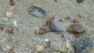Fossil Snaggletooth Shark tooth found at the Calvert Cliffs