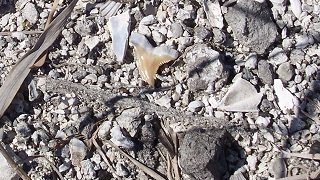 Fossil hunting for Snaggletooth shark teeth in North Carolina