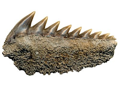 fossil cow sharks