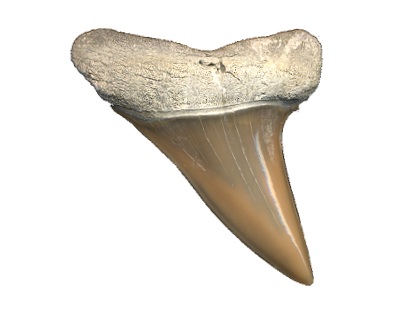 fossil mako sharks
