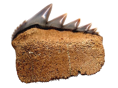 fossil cown sharks
