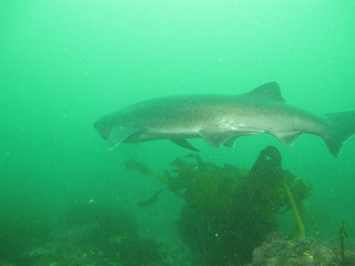 The Sevengill Cow Shark
