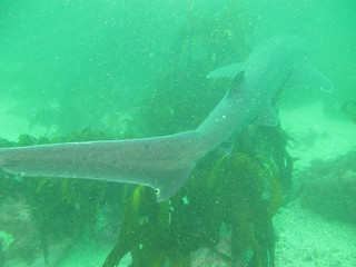 Sevengill Cow Shark
