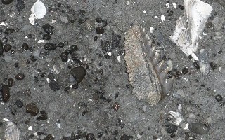 A beautiful Hexanchus griseus fossil cow shark tooth, just exposed from the rain.