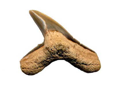 fossil tiger sharks