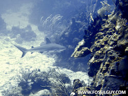 Diving with Reef Sharks