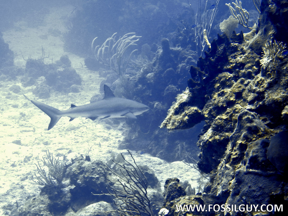 Caribbean Reef Shark at the British Virgin Islands.