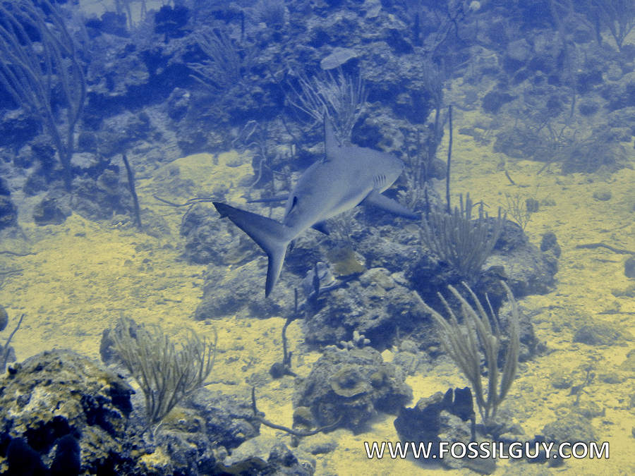 Caribbean Reef Shark at the British Virgin Islands (BVI)