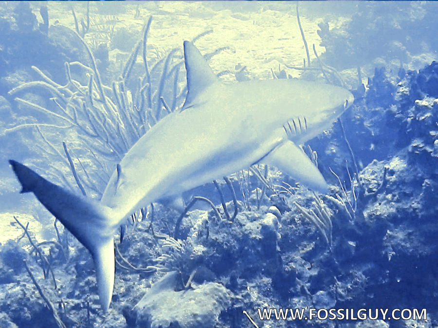 Caribbean Reef Shark at the British Virgin Islands (BVI)
