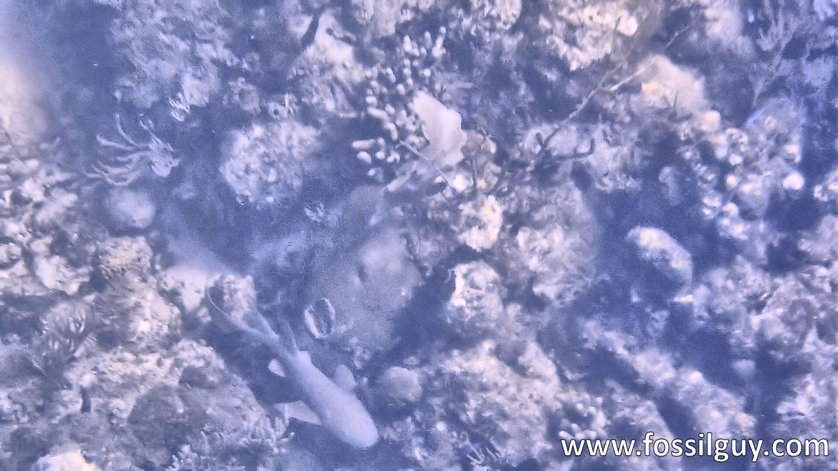 Nurse Shark at the British Virgin Islands.