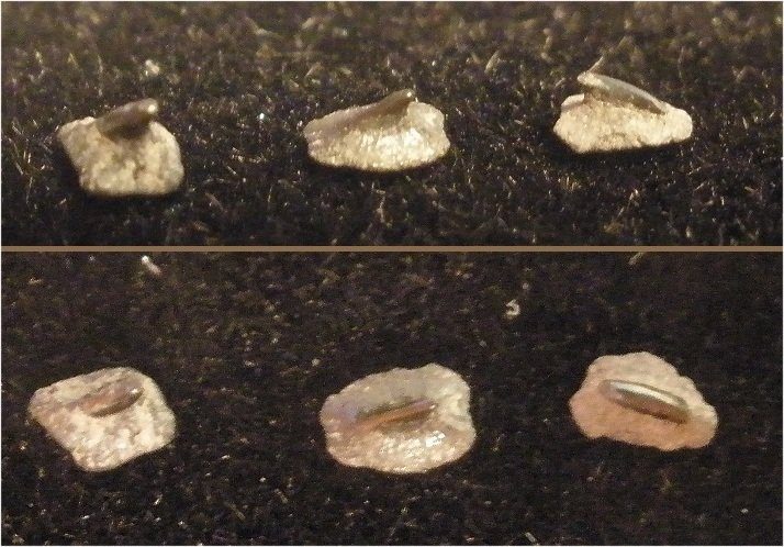 Fossil Dermal Denticles; scales