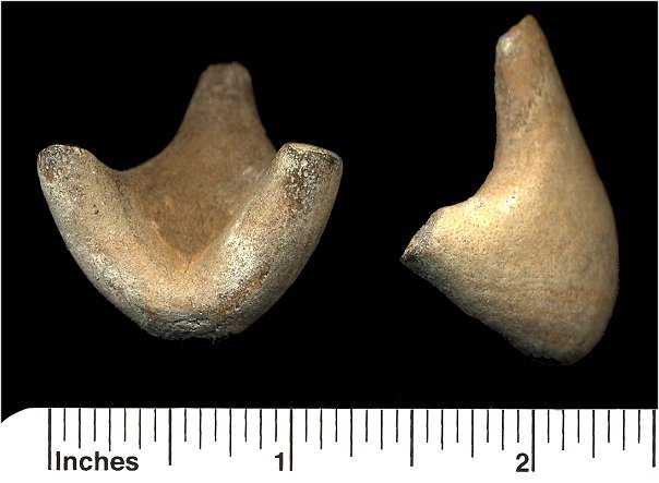 Fossil Shark Rostral Node