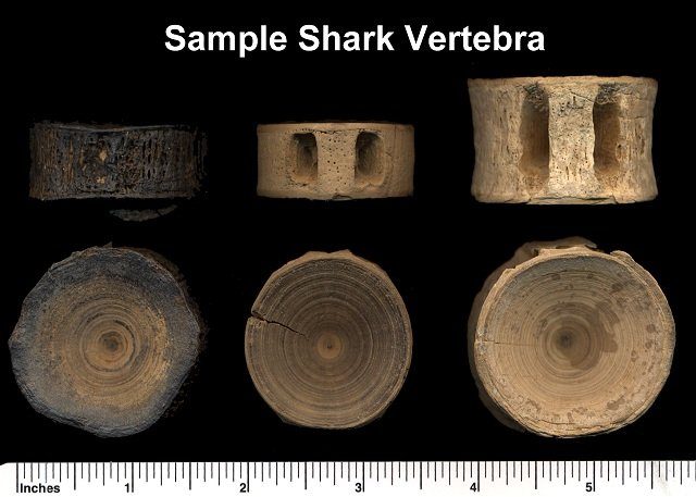 Fossil Shark Vertebra
