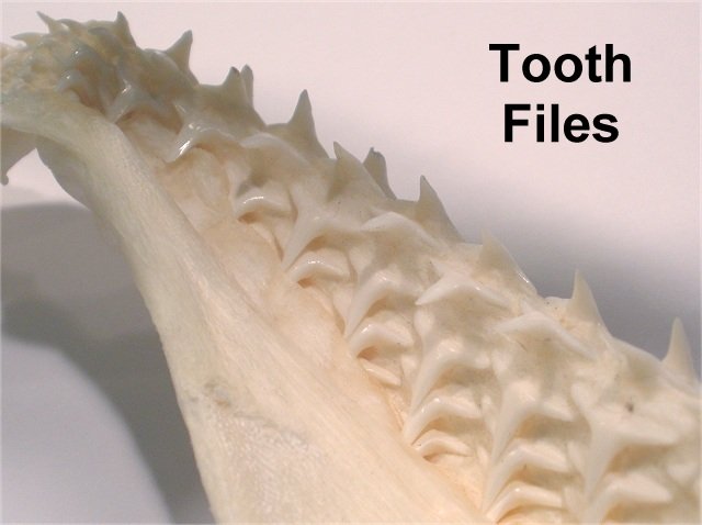 rows of teeth in a shark jaw
