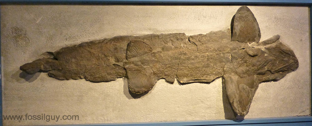 Cladoselache shark fossil from the Cleveland Shale