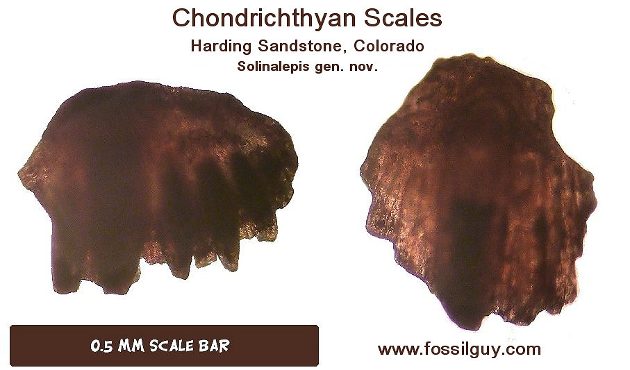 shark-like denticles from the Harding Sandstone of Colorado. These could be the oldest shark fossils