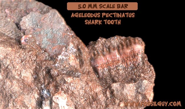 Ageleodus pectinatus fossil shark teeth from the Red Hill site in PA. These are devonian in age