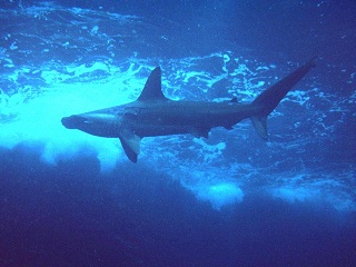 Hammerhead Shark