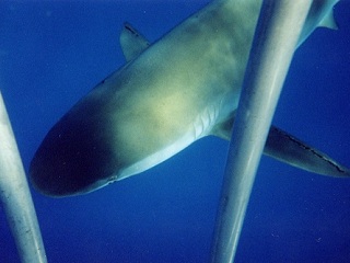 Galapagos Shark