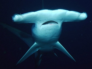 Hammerhead Shark from Galapagos