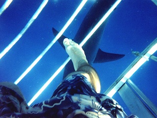 Galapagos shark from Cage diving in Hawaii