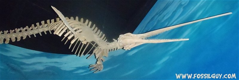 Eurhinnodelphis bossi on display at the Calvert Marine Museum, from the Calvert Cliffs - Miocene