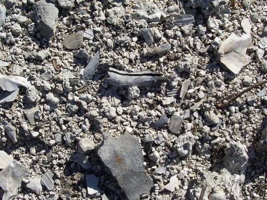 Sperm Whale Tooth as found