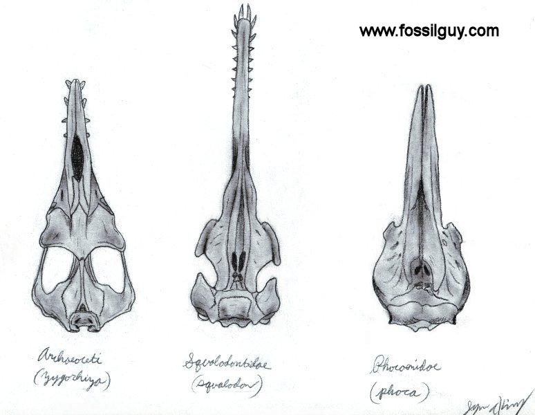 Cetacean Skull