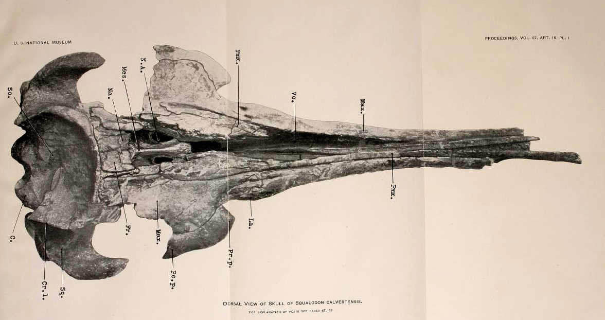 Plate 1 from Kellogg 1923 - Squalodon calvertensis skull