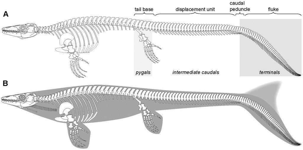 Image by Johan Lindgren showing the fossilized scales where the tiny melanosomes were found, indicating the color of the mosasaur.