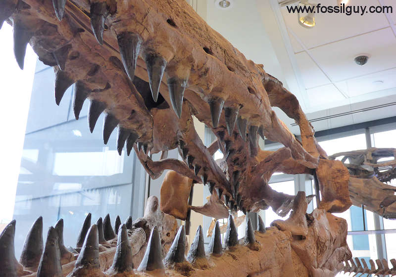 mosasaur-rows-of-teeth.jpg