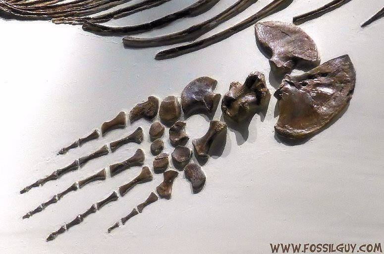 A Flipper from the mosasaur Clidastes propython. Notice it's just a modified arm