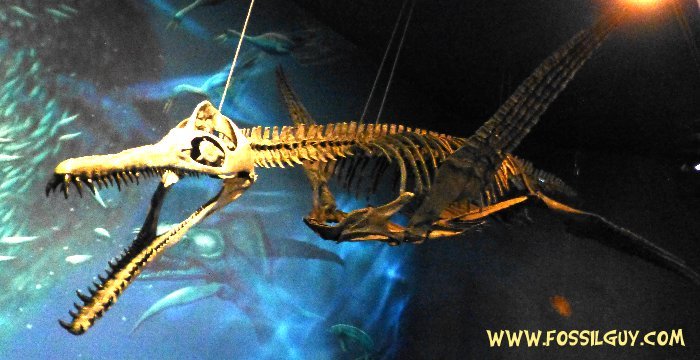 Pliosaur Fossil Skeleton of Dolichorhynchops from North America. Displayed in the Carnegie Museum of Natural History