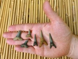 The Goblin Shark Gallery