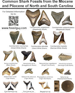 Fossil Identificatoin Sheet: Common Fossils of North Carolina