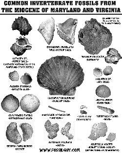Fossil Identificatoin Sheet: Common Miocene Sea Shell Fossils of Maryland