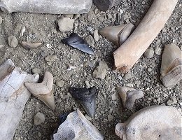 Is megalodon alive?