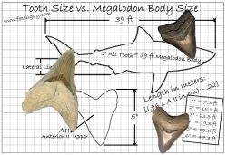 Megalodon Tooth Size Vs. Body Size.