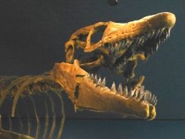 The Mosasaur Gallery