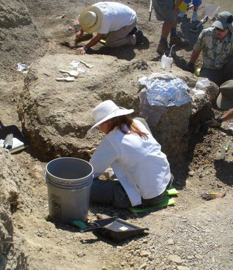 Eleanor Gardner excavating a Triceratops!