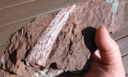 Red Hill fossil collecting trip