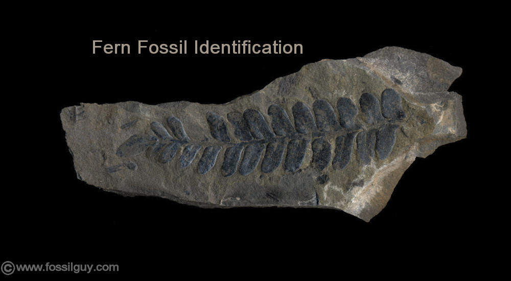 Fern Fossil ID
